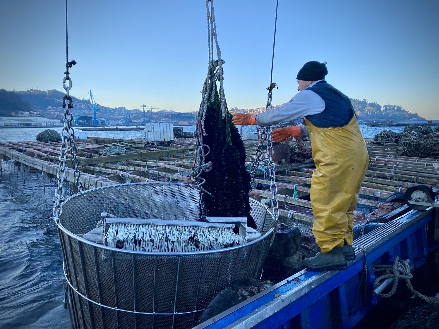 Bateas, Mejillones y Bateeiros Guíate Galicia